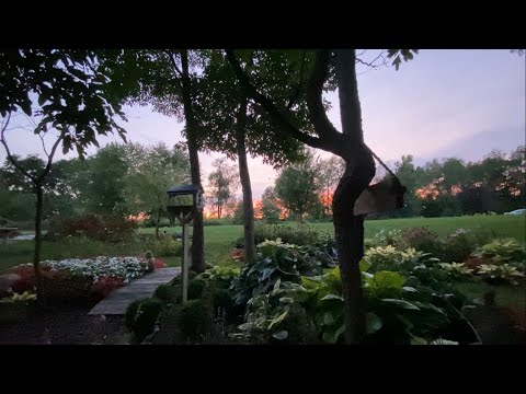 Just a fun Little Walk Through the Garden as it Gets Dark! The Spider 🕷 Makes an Appearance!