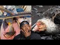 Why Some Birds Will Never See Heaven CASUAL GEOGRAPHIC