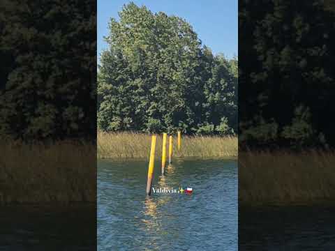 Recorriendo los Ríos de Valdivia🇨🇱 #chile #Valdivia #callecalle #shorts ##short #shortvideo #viral