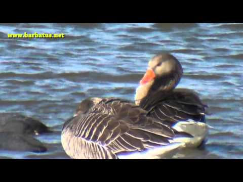 Ansar común ( Anser anser ) Greylag Goose
