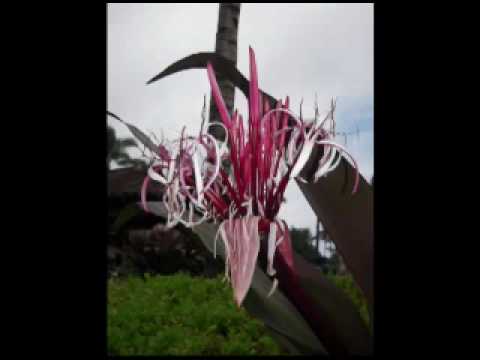 LOOKING UP - 100PERCENTREALWORDS.BLOGSPOT.COM