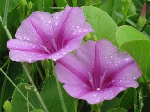 Thể hiện bởi Phi Nhung