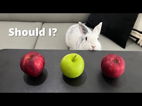 Leaving My Rabbit Alone with 3 Apples