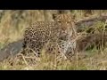Leopard Stealth And Camouflage BBC Studios