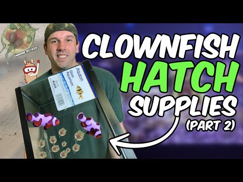 Purchasing Supplies & Rotifers for Designer Clownfish Breeding - Part 2