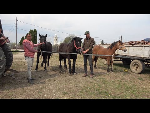 Manzele lui Cristi de la Mediesu Aurit, Satu Mare 2020 Nou!!!