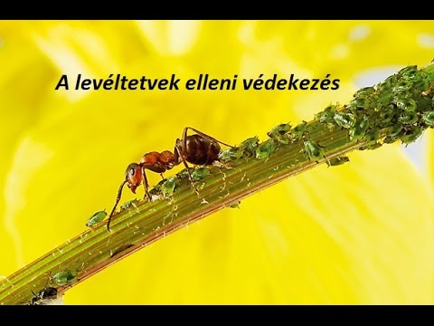 megszabadulni a paraziták fórumát