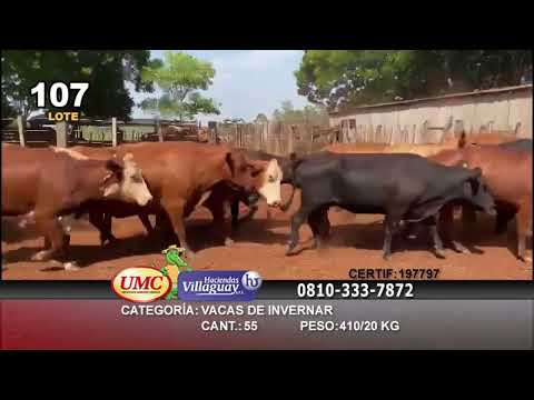 Lote 55 Vacas de invernar en Virasoro, Corrientes