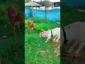 Cow Video Cute Cow Baby Shorts