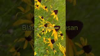 Let's talk about Black-eyed Susans!💛They're my favorite!