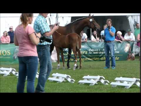 Hannoveraner Hengstfohlen von Livaldon - Scolari - Wolkenstein II - Ritual Landtage 2015
