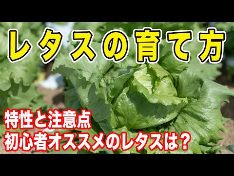 ウイルスレタス、ワイルドレタス、ファウルレタス、Lactuca virosa