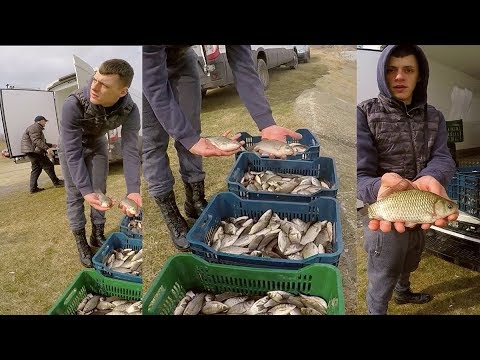 Populare cu caras pe Lacul Bacau [700kg]