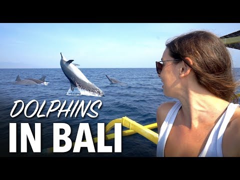 Dolphins In Bali