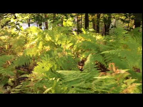 While hiking to the lake you walk through these beautiful ferns