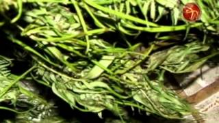 preview picture of video 'Detienen a hombre con 274 plantas de marihuana cultivadas en su casa'