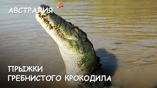 Ловля крокодила на ребенка