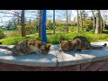 Extremely Cute The Loud Meows Of Two Hungry Tabby Cats