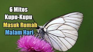 Download lagu 6 Meanings of the Myth of Butterflies Entering the House at Night mp3 Download lagu 6 Meanings of the Myth of Butterflies Entering the House at Night mp3