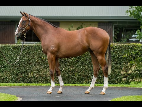 Lot 763 Shooting to Win x Backless Colt from Glenn Lee Thoroughbreds
