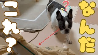 米30kgと初対面する愛犬🐶