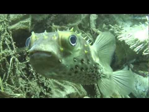 Diving with friends in Maumere Harbor, Flores Maumere,Indonesien