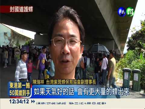 紫斑蝶搬家... 奏樂.封路迎嬌客