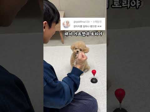 시각장애인 아빠 욕한 악플러 패버리는 강아지 #시트콤