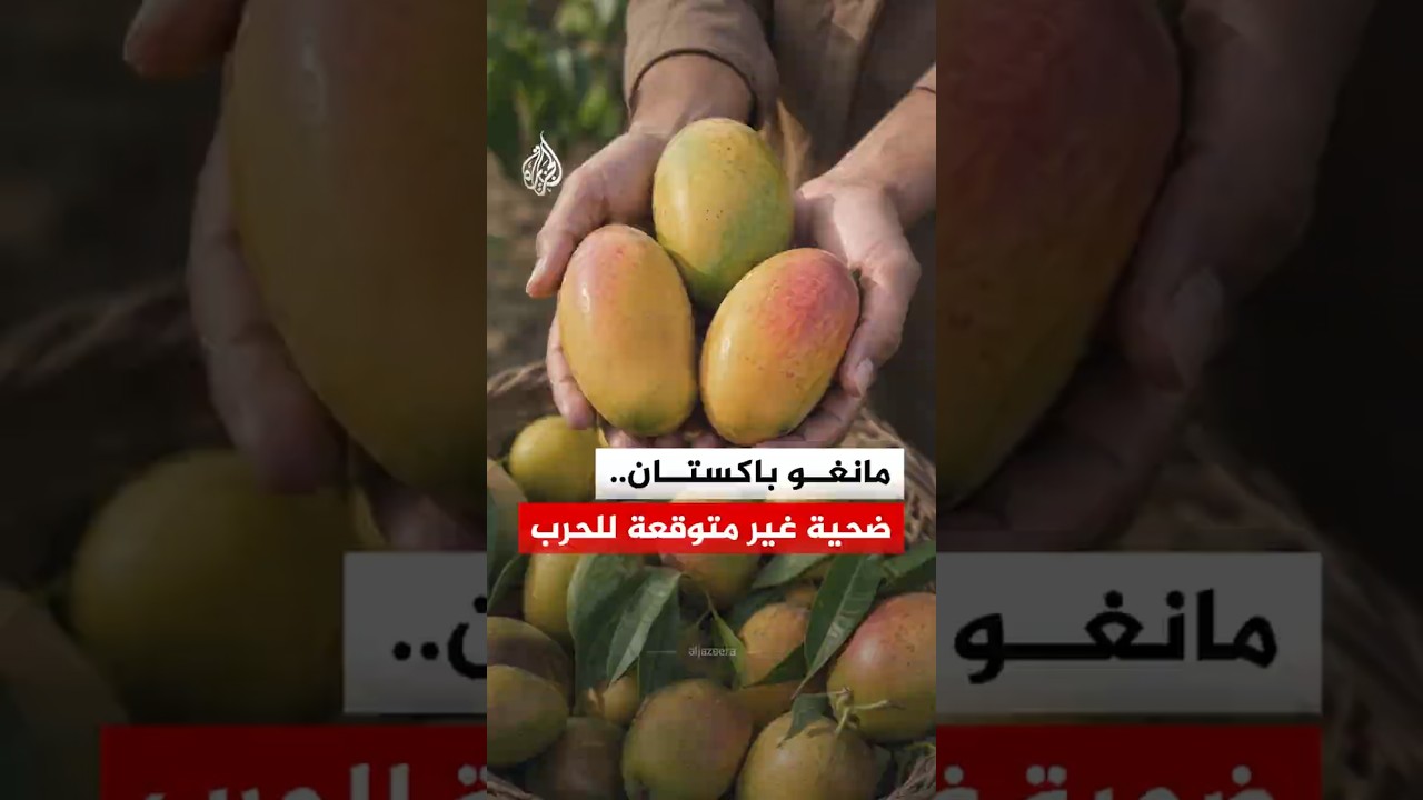 فيديو | حرب في إيران تضرب مزارع المانجو في باكستان