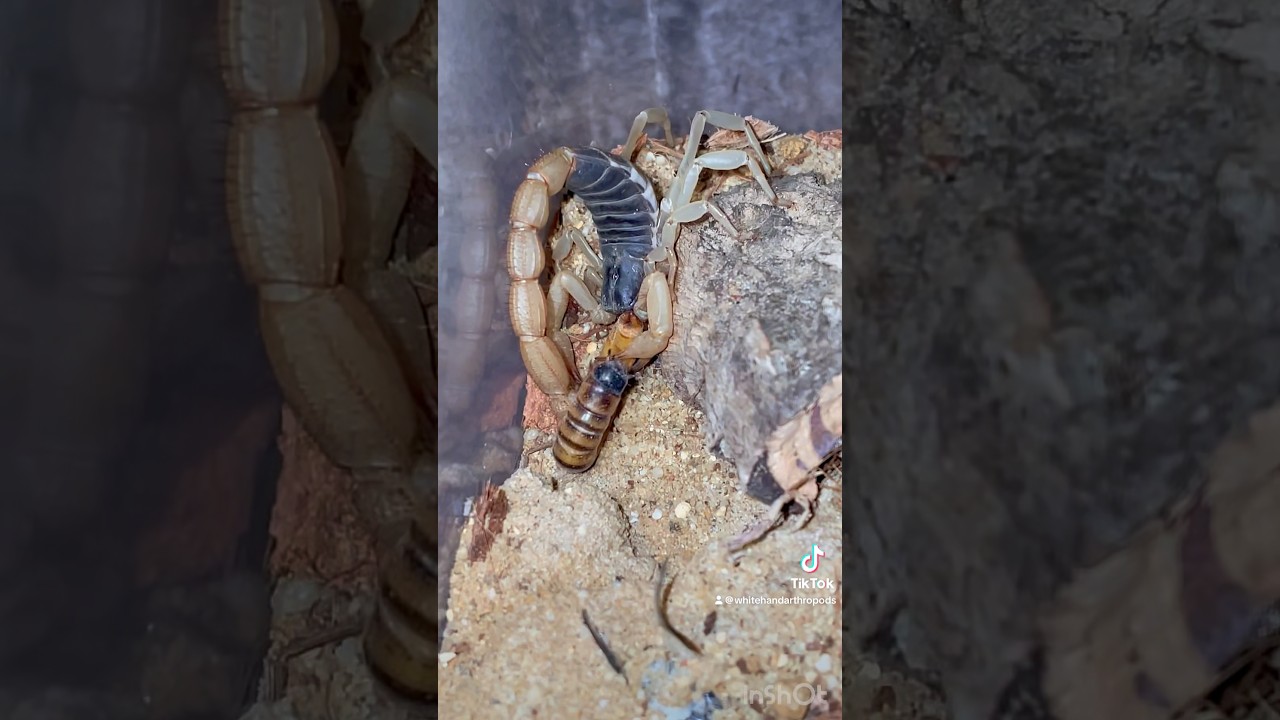 Anakin the Hardrurus Spadix #invertebrates #inverts #scorpion #scorpions #arthropoda #arthropods