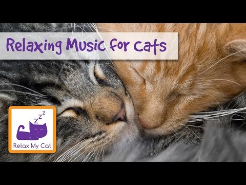 MUSIC FOR CATS - Music to Help Your Cat Relax