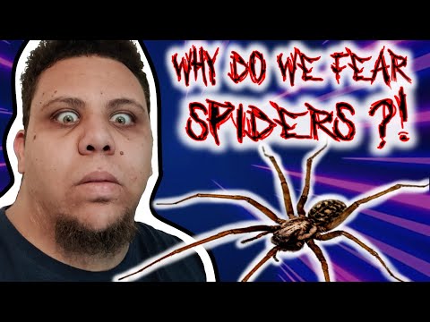 Why Do We Fear Spiders? | Arachnophobia explained!