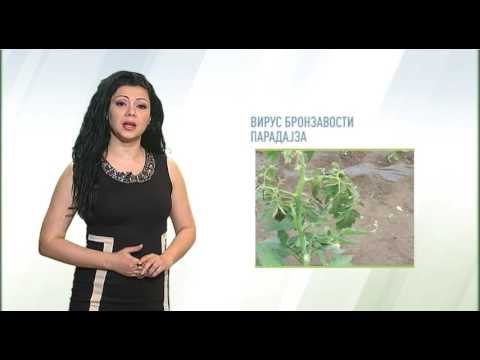 Zelena prognoza, 19.5.2016. - O virusu bronzavosti paradajza