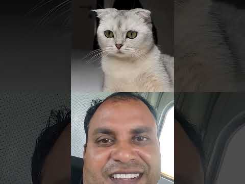 #cat #cute #funny #memes #catvideos #cats #animals #duet #comedy