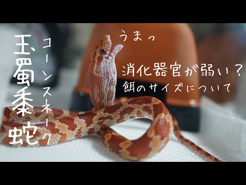 IUCN分類における絶滅の危険性を示す図。