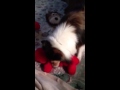 Dog Loves Elmo