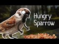 Birds with Arms: Hungry sparrow