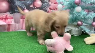 ミニチュアダックスの動画01