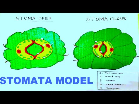 stomata model stomatal opening and closing science project howtofunda diy
