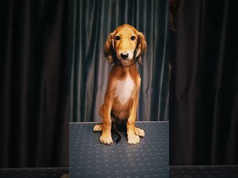 Perros Saluki en venta