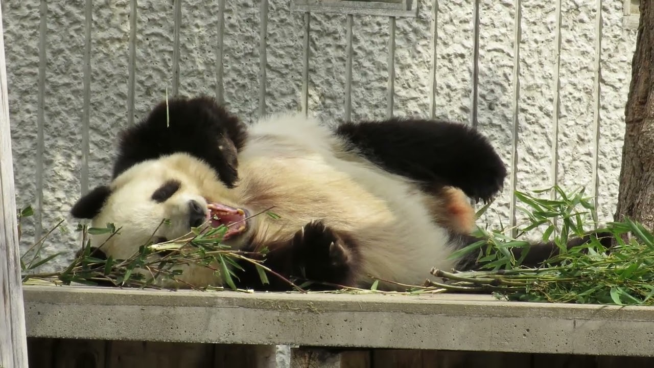 2019年4月1日【選】かいてるかいてるパンダ