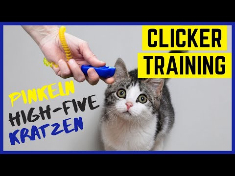 CLICKERTRAINING KATZE | Katze erziehen leicht gemacht mit diesen Clicker Übungen