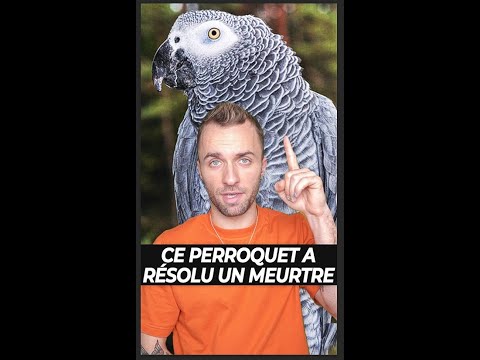 Ce perroquet a résolu un meurtre