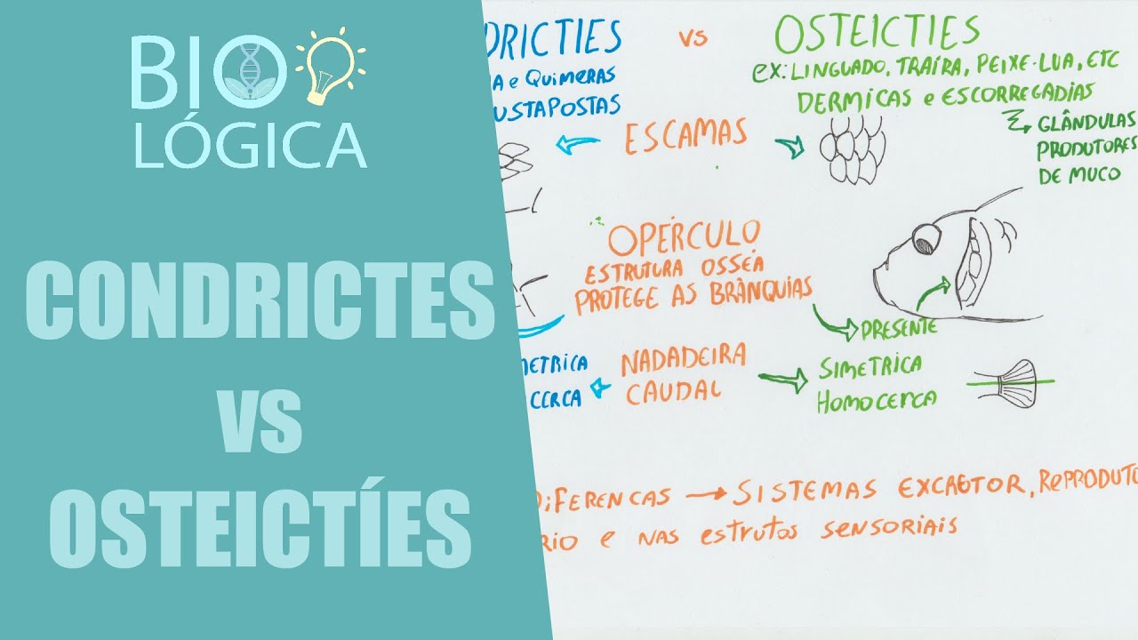 BIO LÓGICA! PEIXES - DIFERENÇAS ENTRE CONDRICTES E OSTEÍCTES