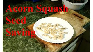Acorn Squash Seed Saving