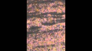 The Cloud Cars have You Ever seen the Church Red Righter