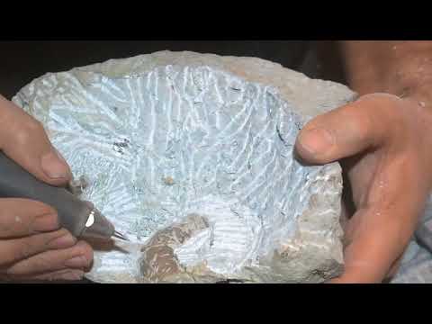 Liparoceras Charmouth preparation with air scribe and sandblaster time lapse