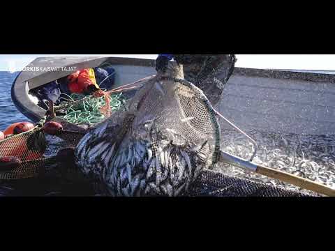 Luonnossa, luonnosta, luonnolle