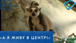 Лемурам у центрі Харкова створили простір, як у мультфільмі «Мадагаскар» (відео)