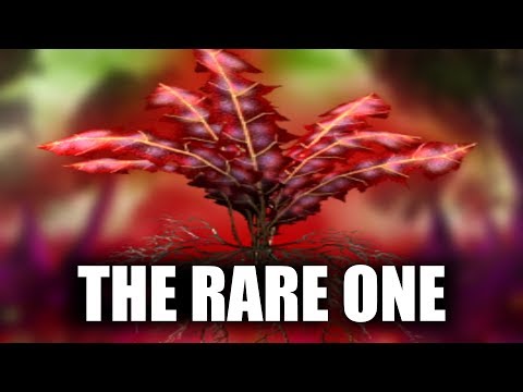 Skyrim - The Secret Nirnroot and the One Who Dared to find it! - Elder Scrolls Lore